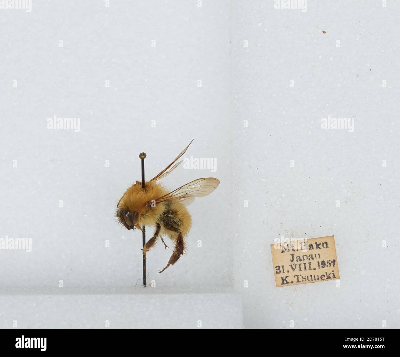 Mt. Haku, Japan, Bombus (Diversobombus) diversus Smith, Animalia ...