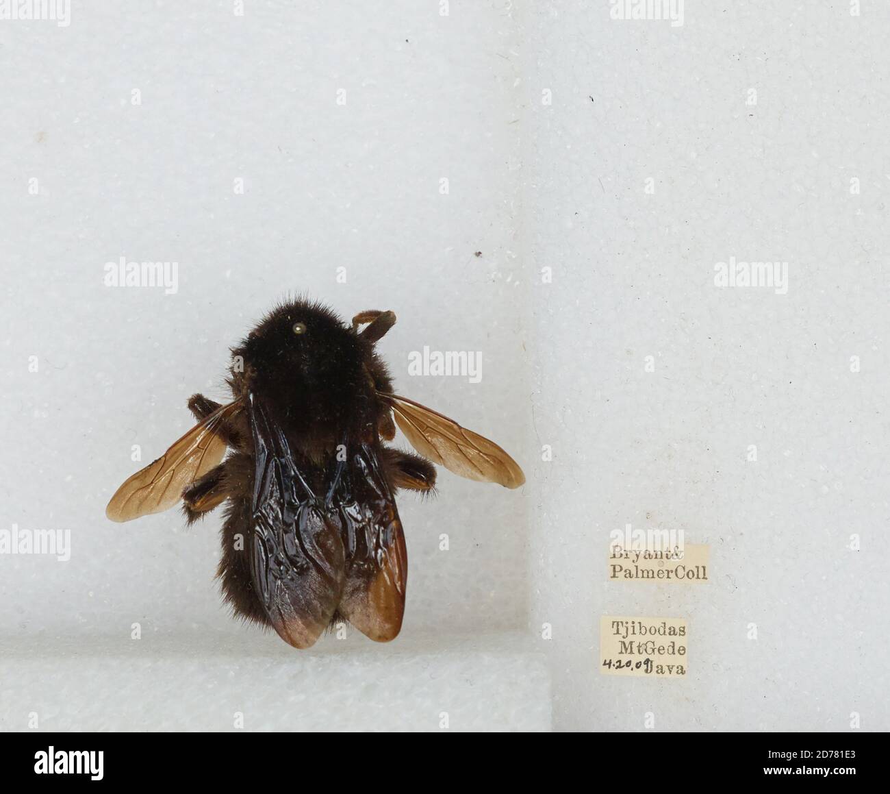 Tjibodas, Mt. Gede, West Java, Indonesia, Bombus (Rufipedibombus ...