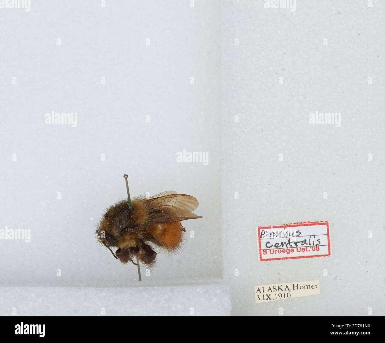 Kennai Insect Homer, Kenai Peninsula, Alaska, United States, Bombus (Pyrobombus ...