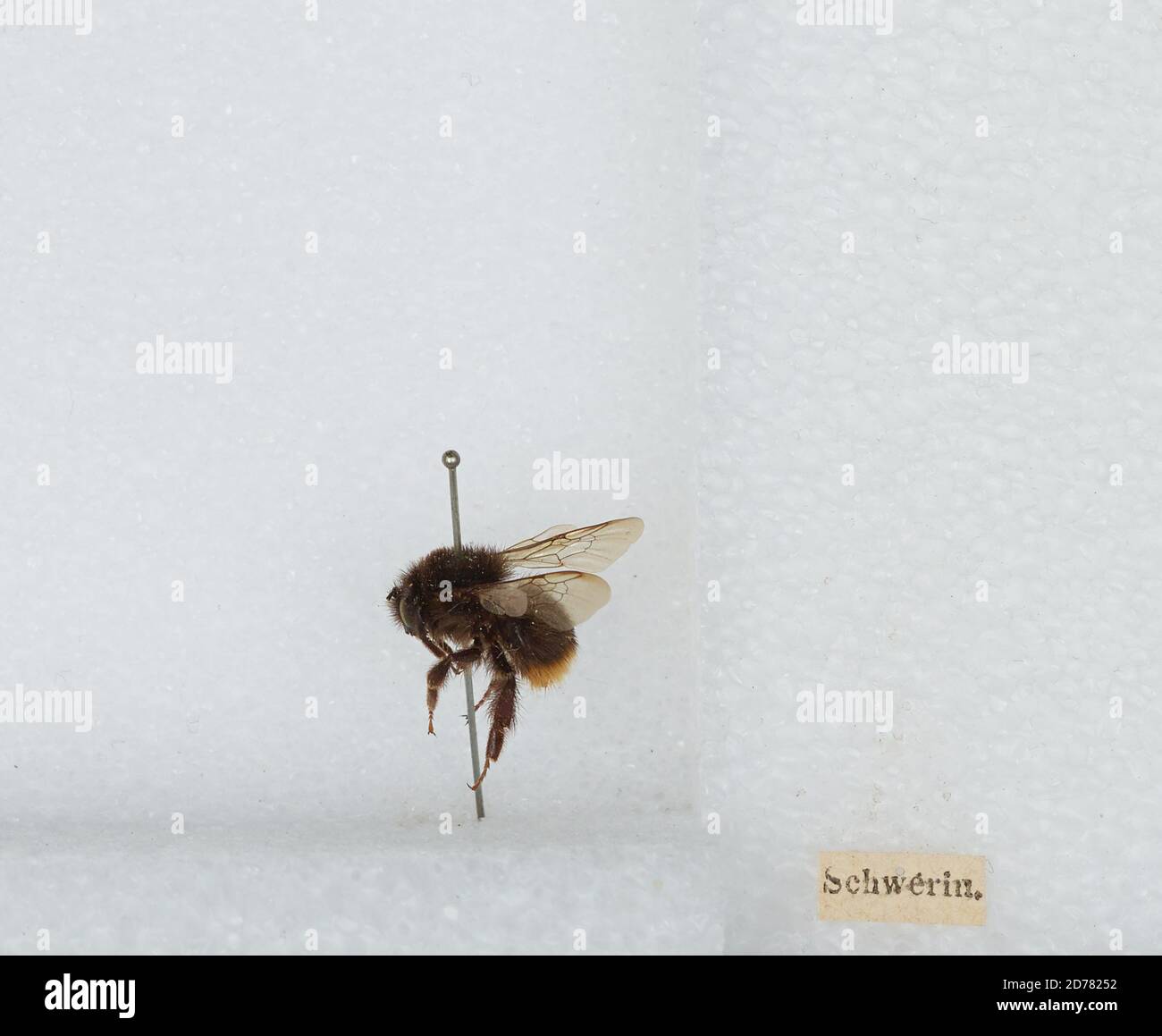 Schwerin, Mecklenburg-Vorpommern, Germany, Bombus (Kallobombus) soroeensis (Fabricius), Animalia, Arthropoda, Insecta, Hymenoptera, Apidae, Apinae Stock Photo