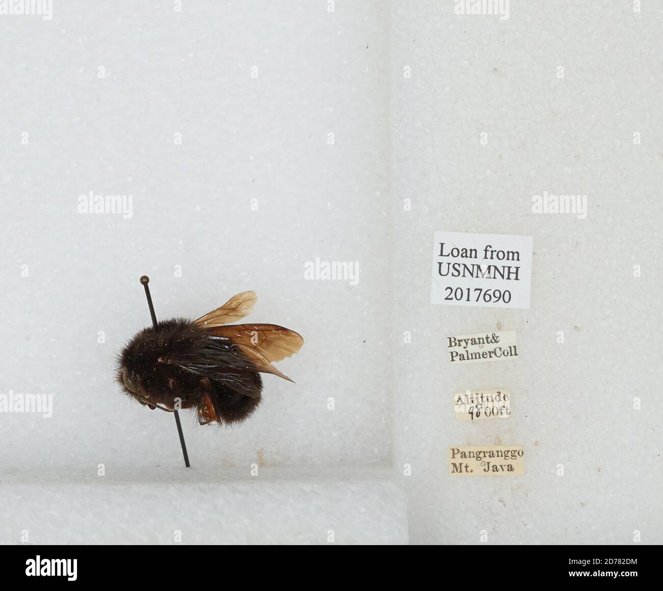 Mount Pangrango, West Java, Indonesia, Bombus (Rufipedibombus) rufipes ...