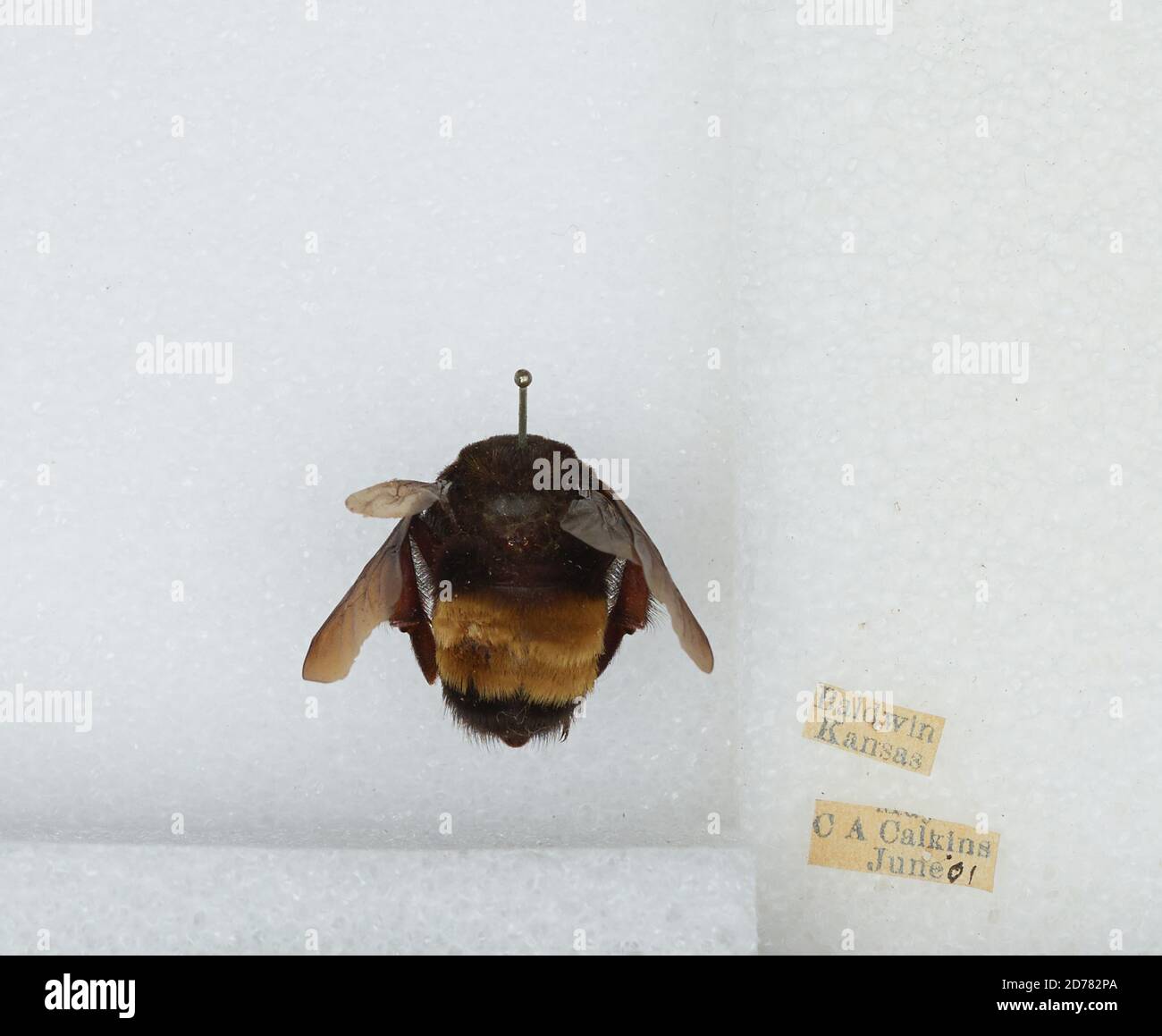 Baldwin, Douglas, Kansas, United States, Bombus (Bombias) auricomus ...