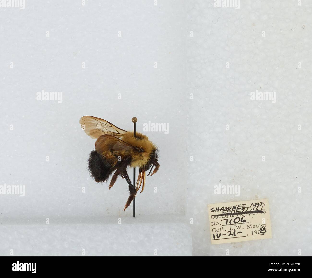Shawnee Insect Shawnee smith hi-res stock photography and images - Alamy