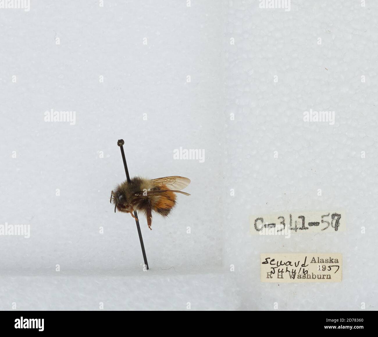 Kennai Insect Kenai Peninsula, Alaska, United States, Bombus (Pyrobombus) melanopygus ...