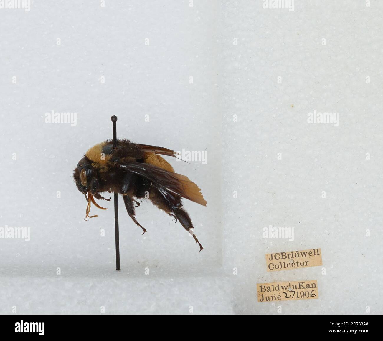 Baldwin City, Douglas, Kansas, United States, Bombus (Fervidobombus ...