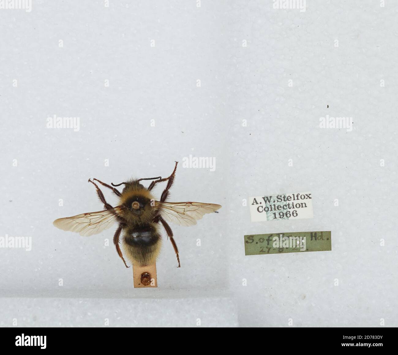 Ireland, Bombus (Psithyrus) campestris Panzer, Animalia, Arthropoda, Insecta, Hymenoptera, Apidae, Apinae Stock Photo