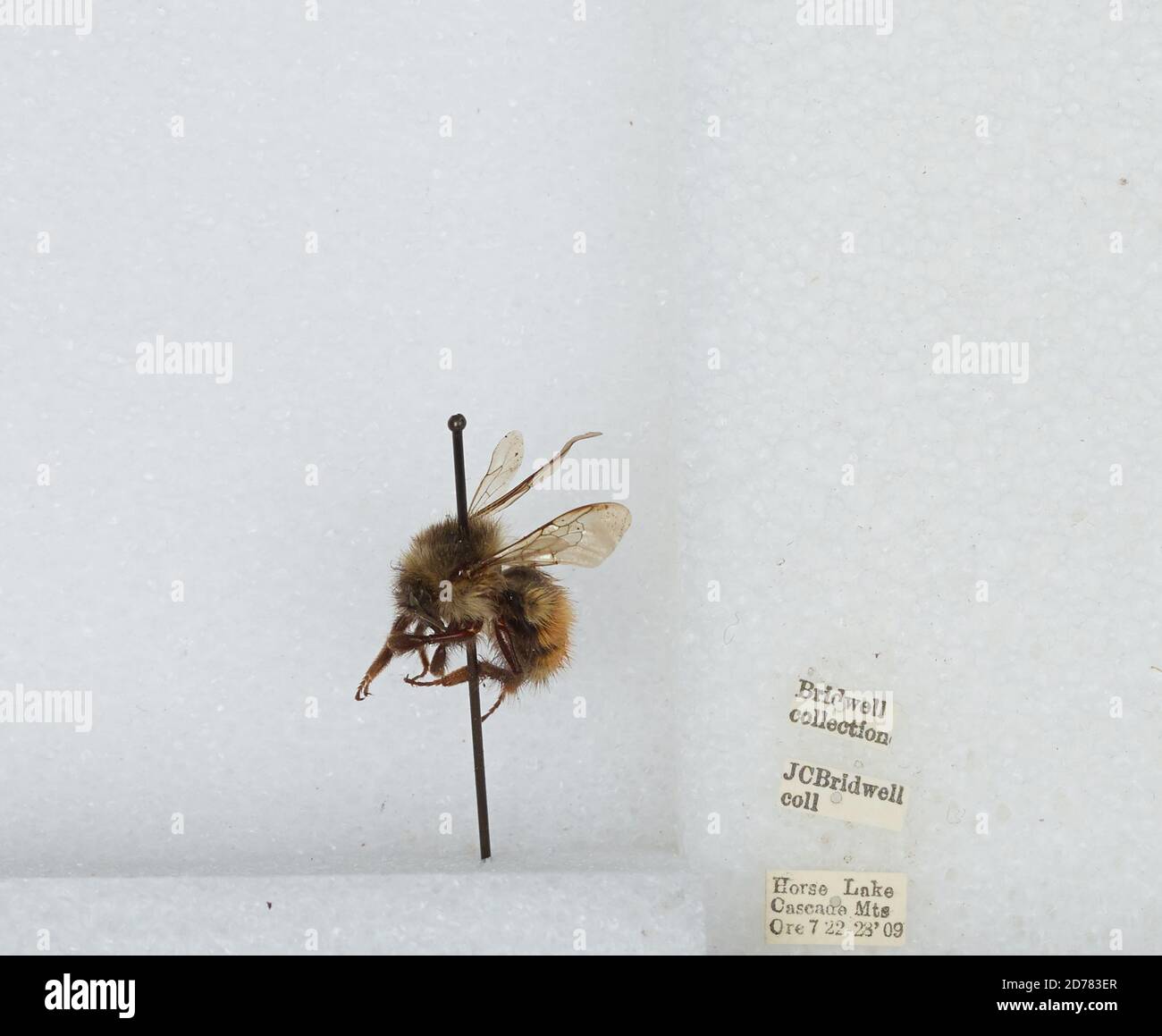 Horse Lake, Cascade Mountains, Lane, Oregon, United States, Bombus ...