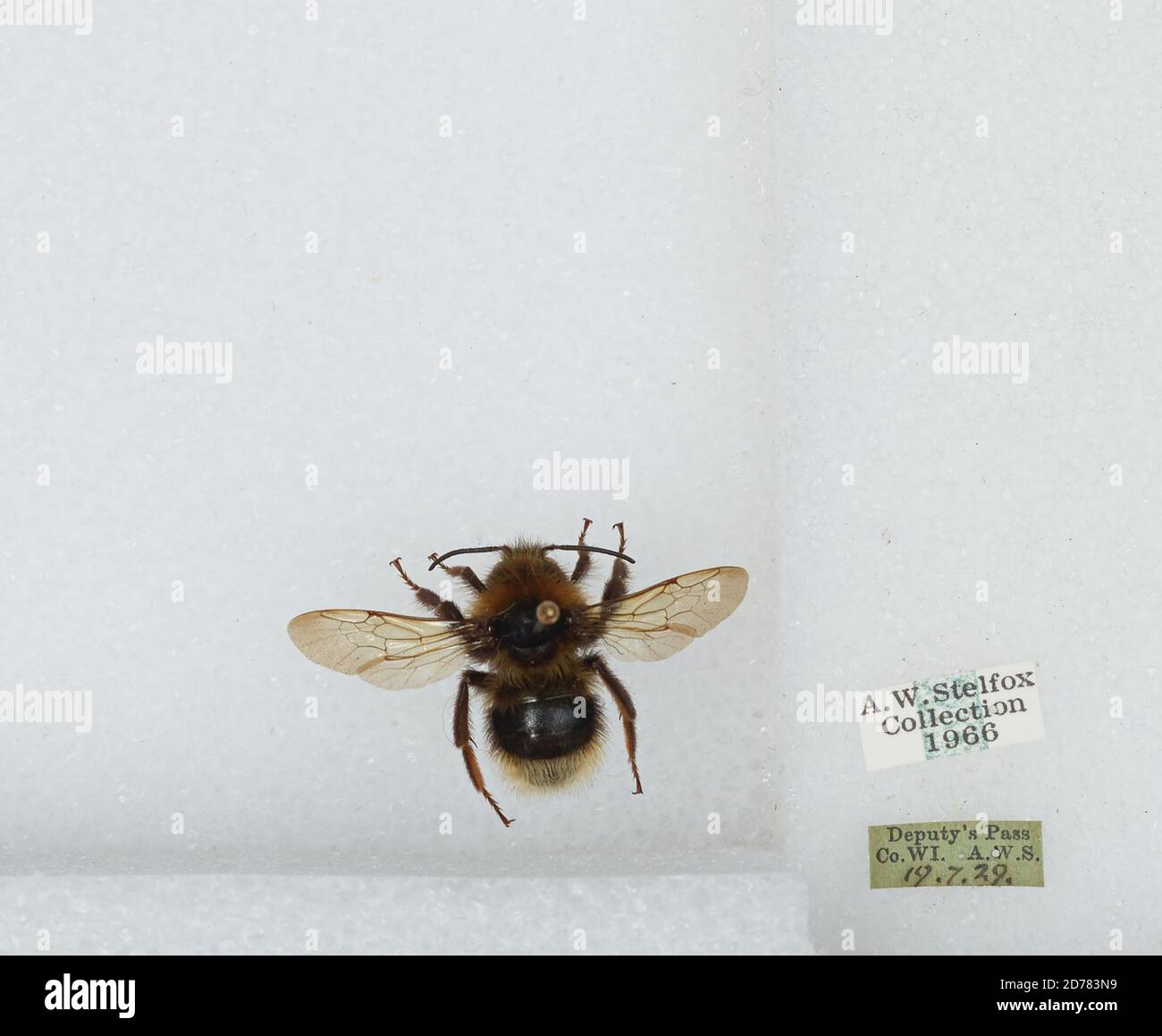 Deputy's Pass, Wicklow, Leinster, Ireland, Bombus (Psithyrus ...