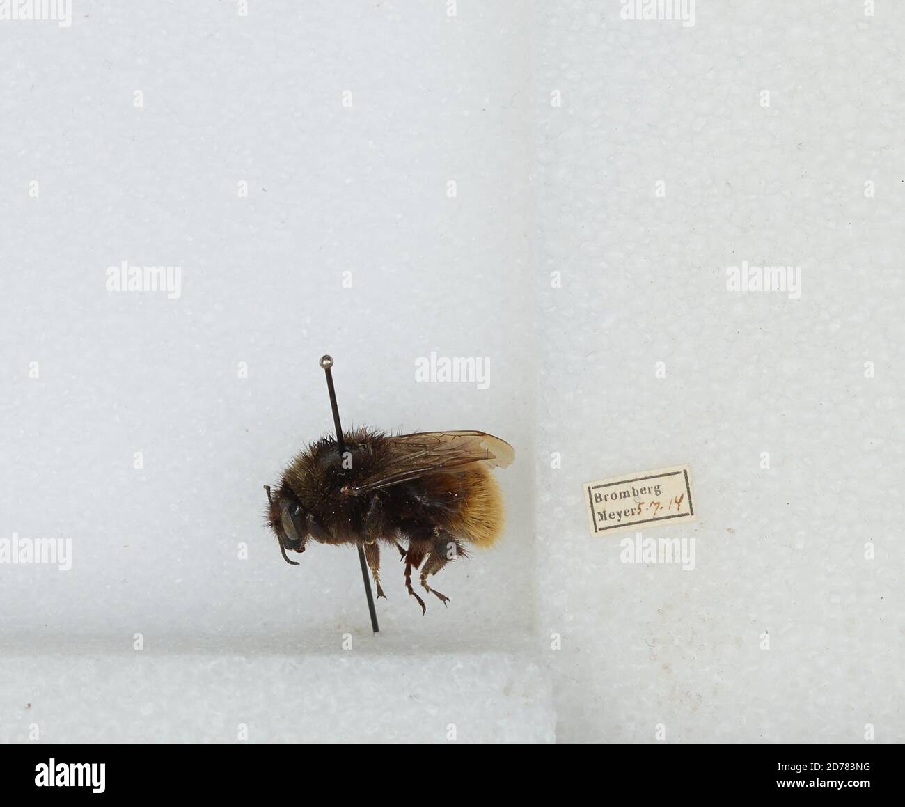 Bromberg, Nordrhein-Westfalen, Germany, Bombus (Rhodobombus) pomorum (Panzer), Animalia, Arthropoda, Insecta, Hymenoptera, Apidae, Apinae Stock Photo