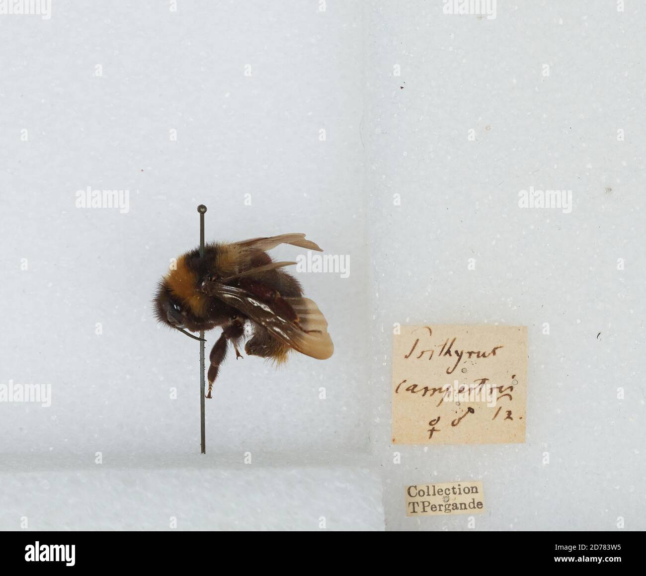 Bombus (Psithyrus) campestris Panzer, Animalia, Arthropoda, Insecta, Hymenoptera, Apidae, Apinae Stock Photo