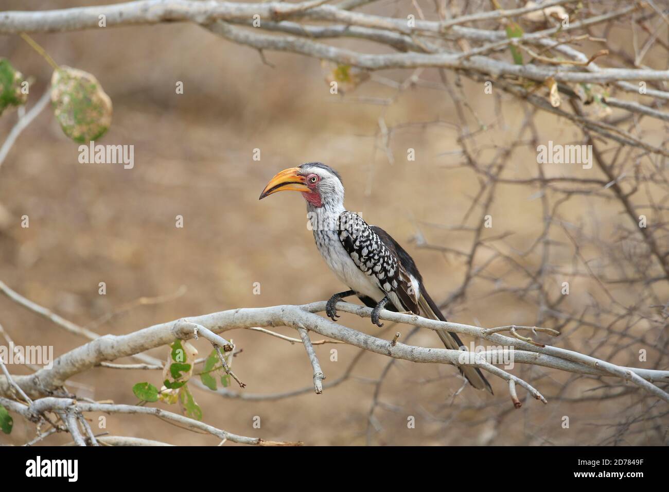 Southern Yellow-billed Hornbill, Tockus leucomelas, South Africa Stock Photo