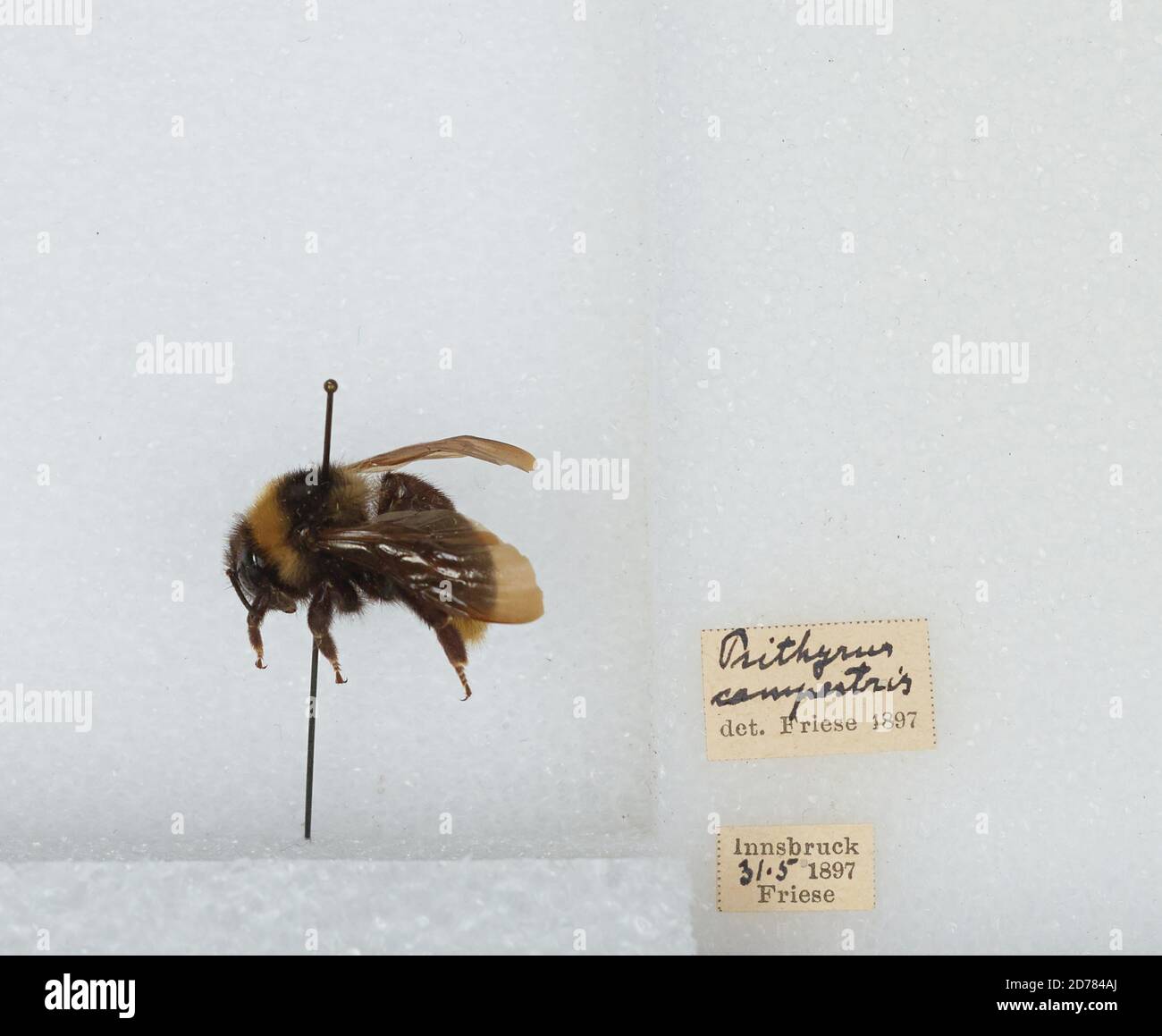 Innsbruck, Tyrol, Austria, Bombus (Psithyrus) campestris Panzer, Animalia, Arthropoda, Insecta, Hymenoptera, Apidae, Apinae Stock Photo
