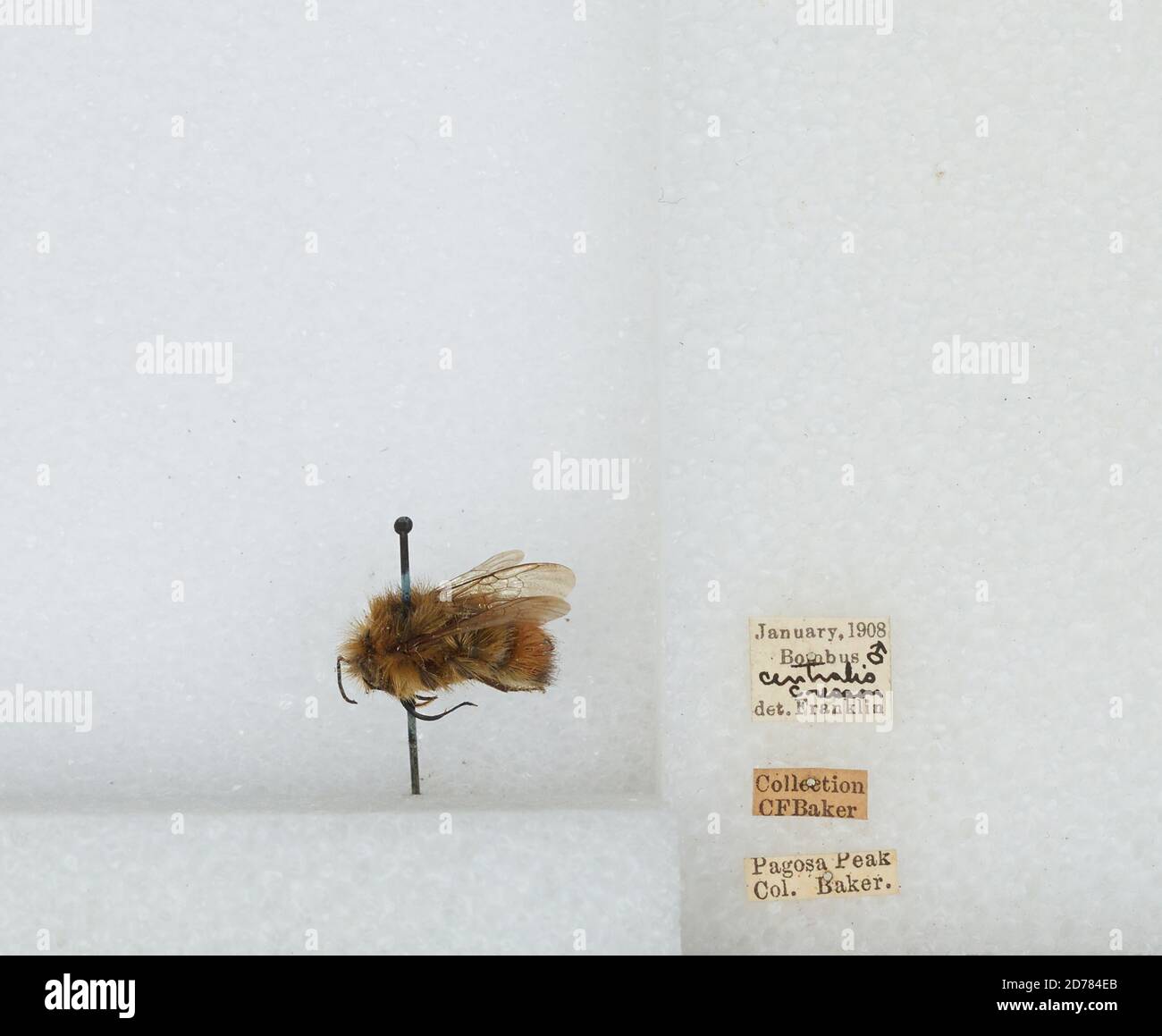 Pagosa Peak, Archuleta, Colorado, United States, Bombus (Pyrobombus ...