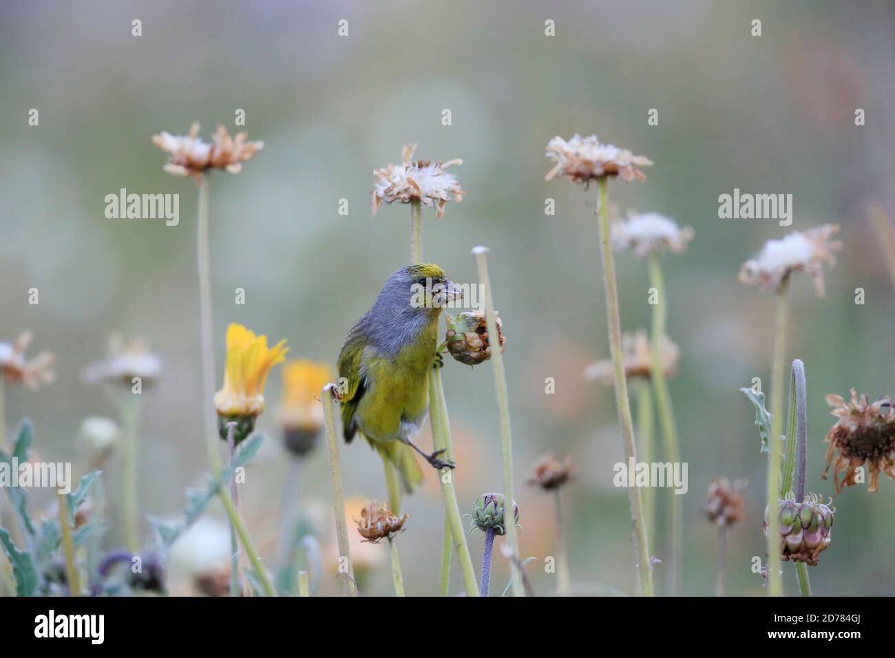 Cape canary, Serinus canicollis, Capetown, feeding on flower seeds, South Africa Stock Photo