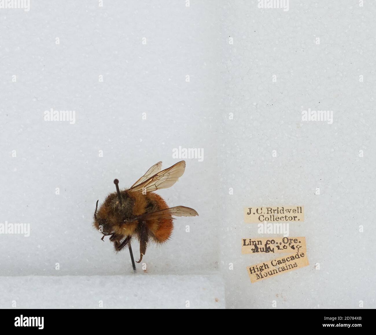 High Cascade Mountains, Linn, Oregon, United States, Bombus (Pyrobombus ...