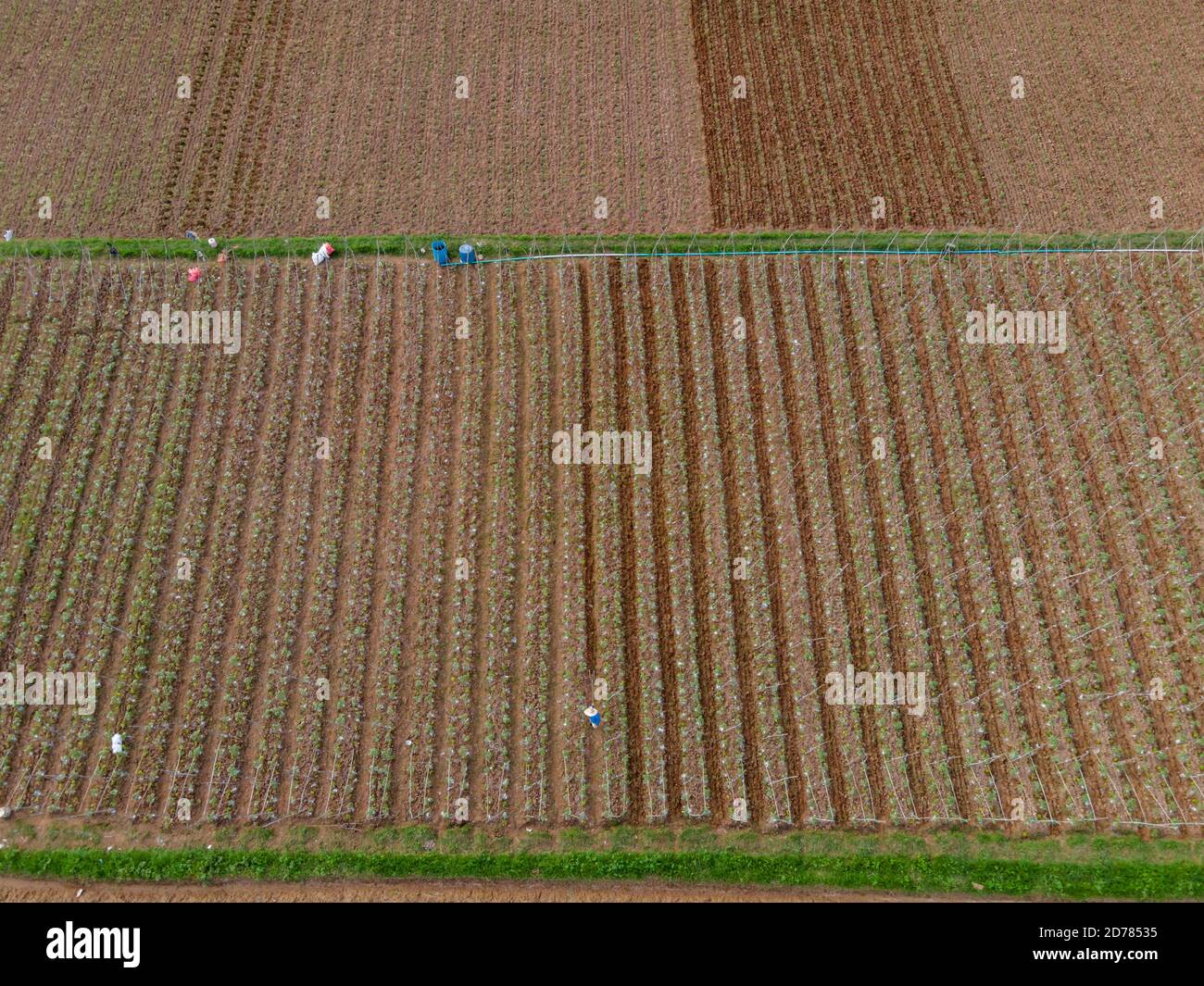 The farmer shoveling the soil in the plot, High angle shot agricultural plantation, agriculture drone flight farmland survey in field. Stock Photo