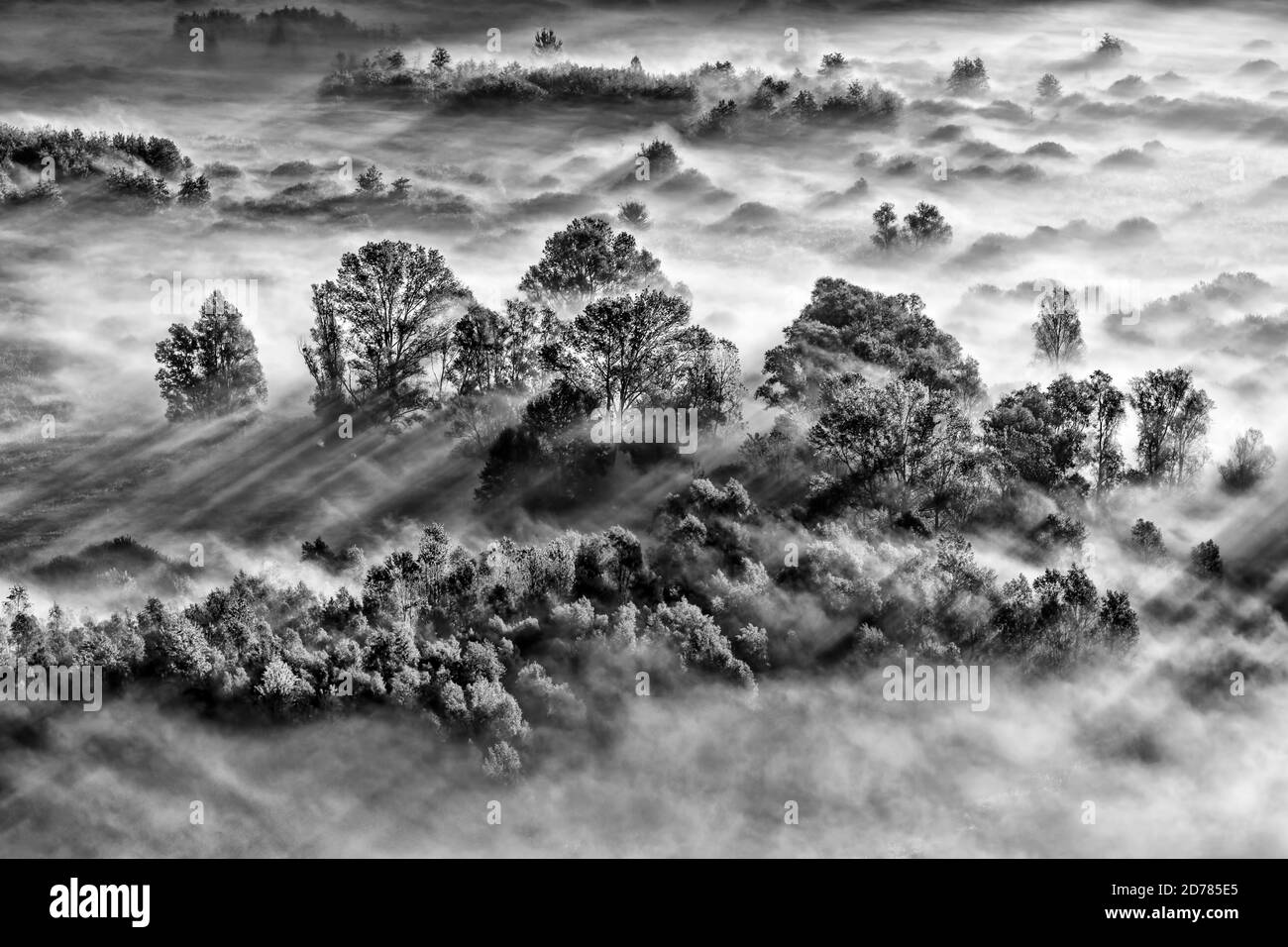 Black and white landscape with fog and trees Stock Photo Alamy
