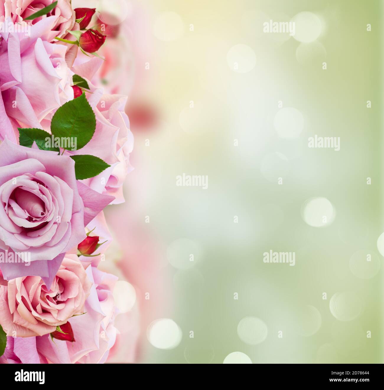 Pink blooming roses Stock Photo - Alamy