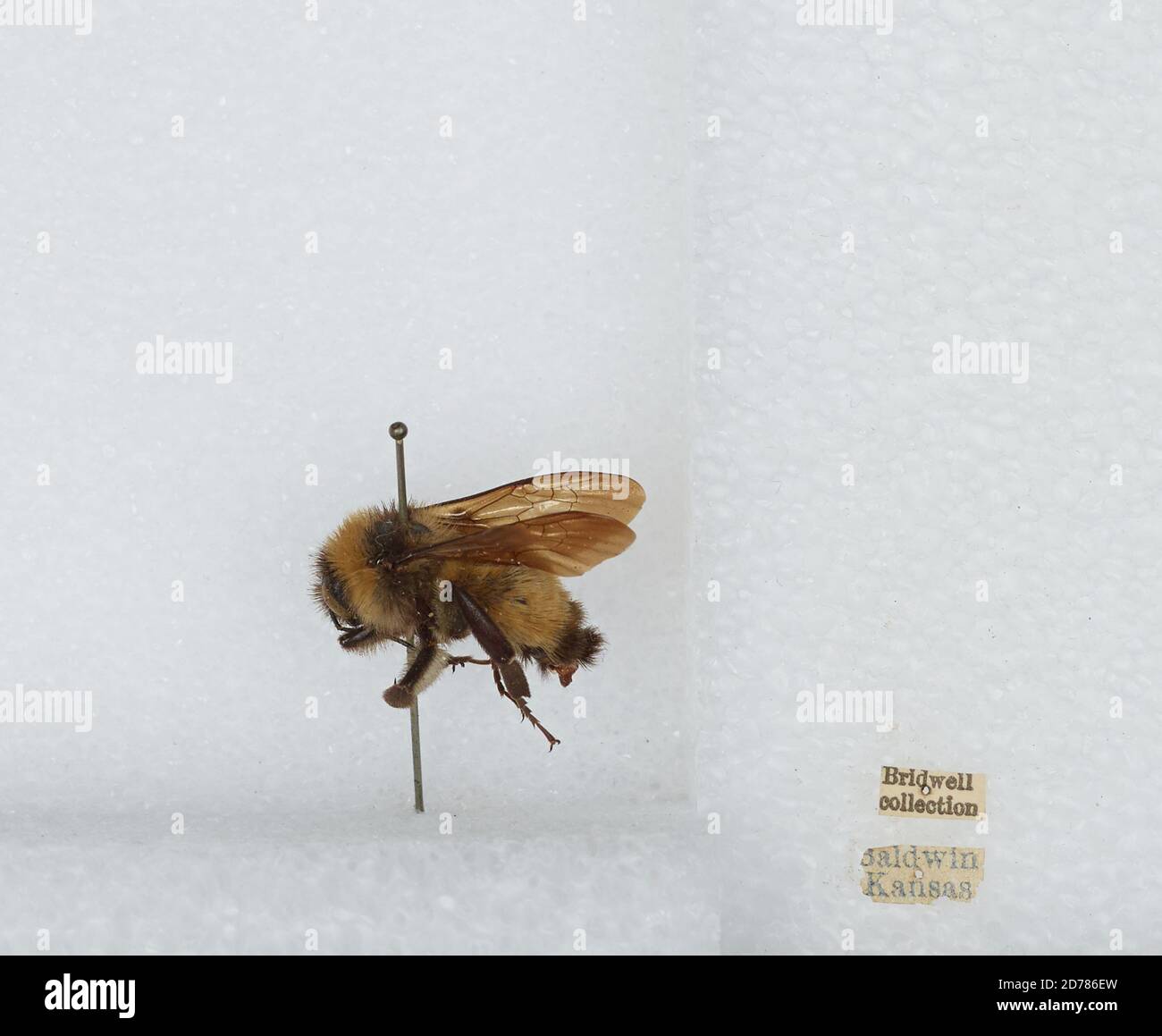Baldwin, Douglas, Kansas, United States, Bombus (Fervidobombus ...