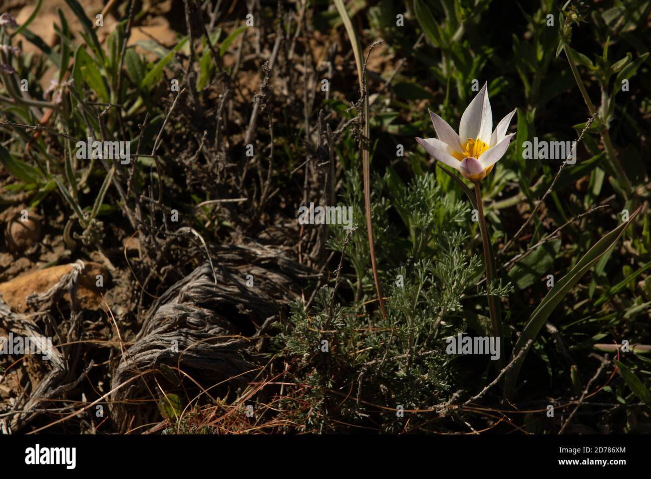 Autumn Saffron (Colchicum brachyphyllum) Preparations from the roots and seeds of this plant are used to treat gout and rheumatism. They are also used Stock Photo