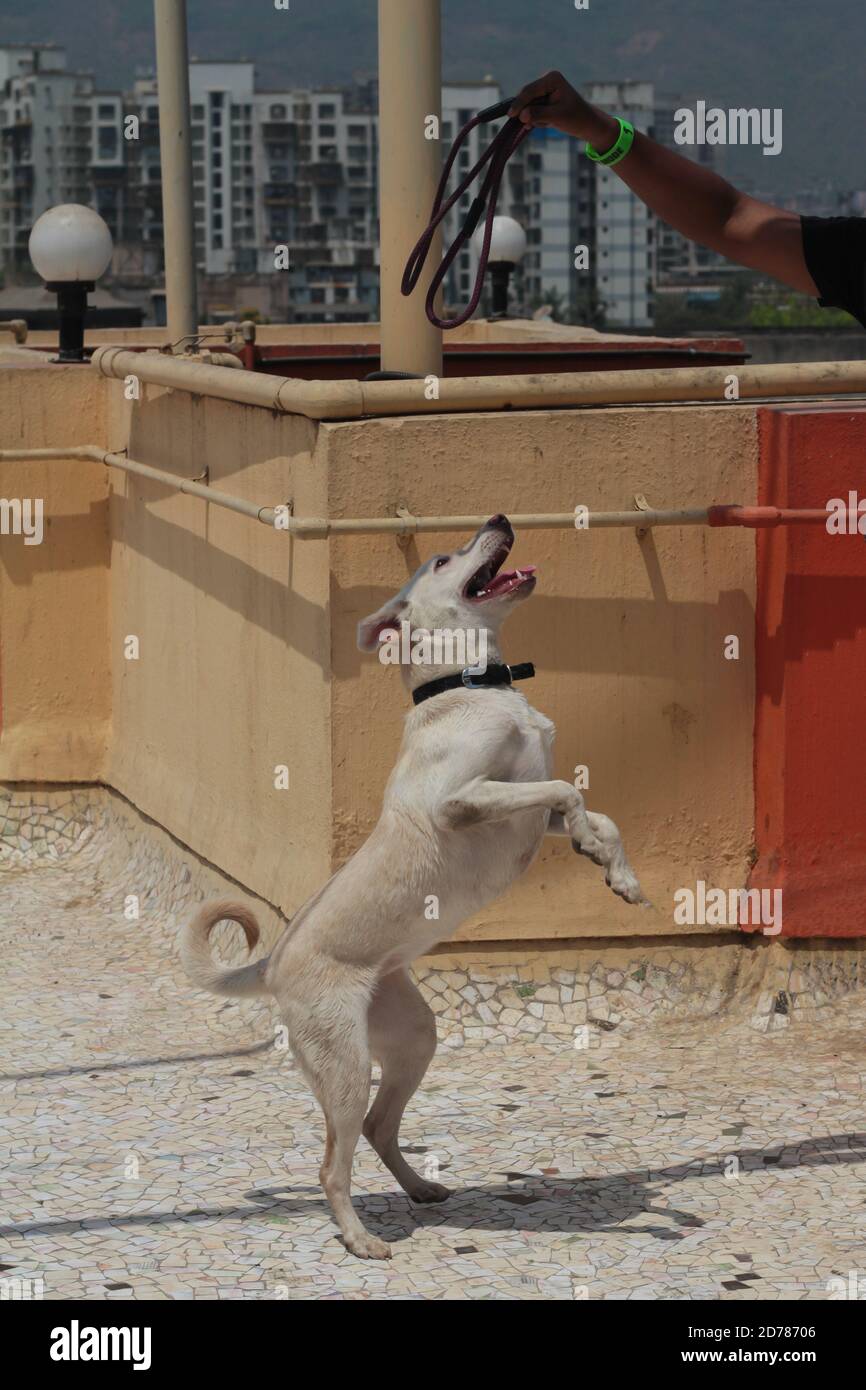 Animal pulling rope hi-res stock photography and images - Alamy
