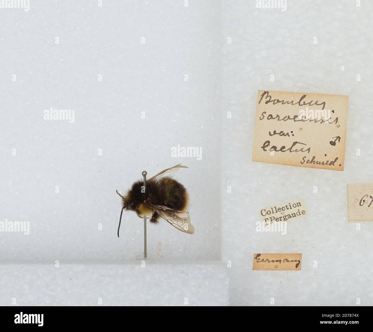 Germany, Bombus (Kallobombus) soroeensis laetus Schmredeknecht, Animalia, Arthropoda, Insecta, Hymenoptera, Apidae, Apinae Stock Photo