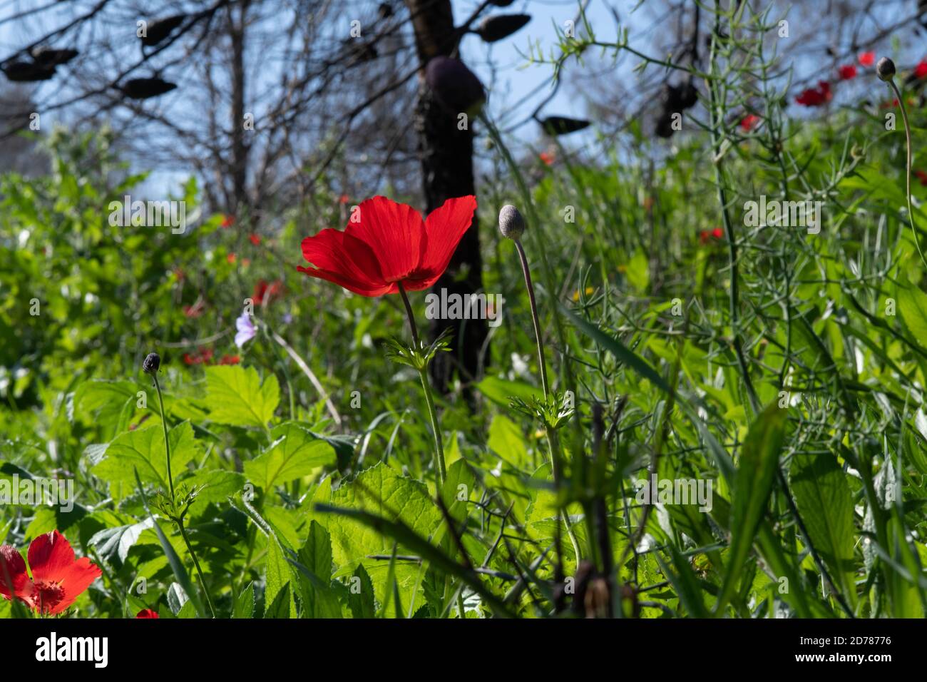 Israel, Red Anemone coronaria AKA Spanish marigold or Kalanit (in Hebrew). This wildflower can appear in several colours. Mainly red, purple, blue and Stock Photo