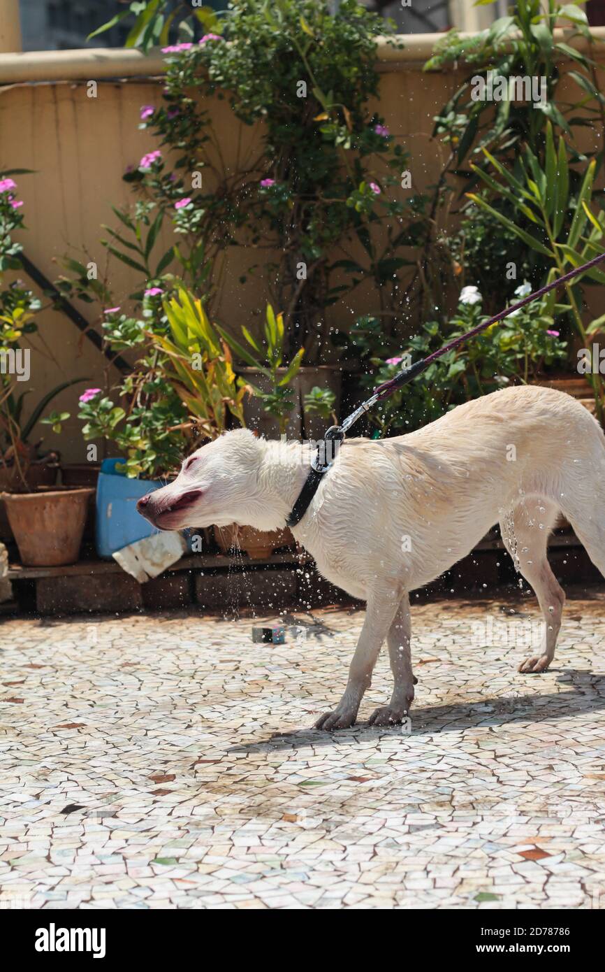 A man is bathing a white Labrador dog stock photo Stock Photo