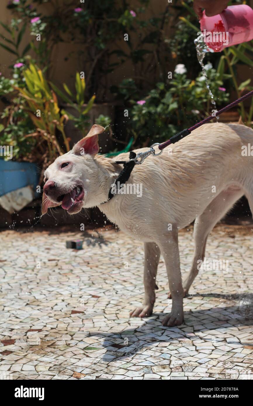 A man is bathing a white Labrador dog stock photo Stock Photo