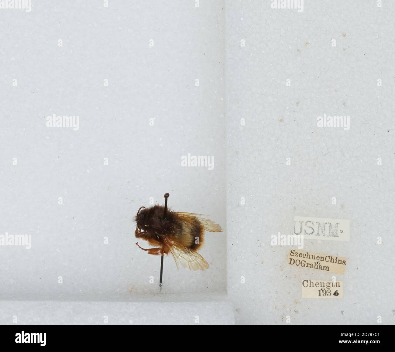 Chengdu Insects Chengdu, Sichuan, China, Bombus mearnsi Ashmead, 1905, Animalia ...