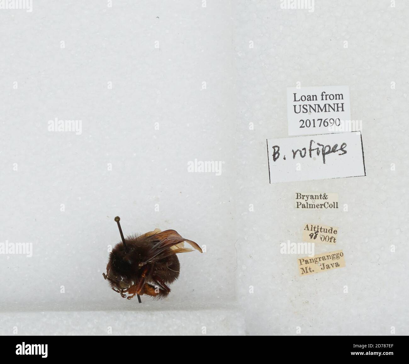 Mount Pangranggo, West Java, Indonesia, Bombus (Rufipedibombus) rufipes ...