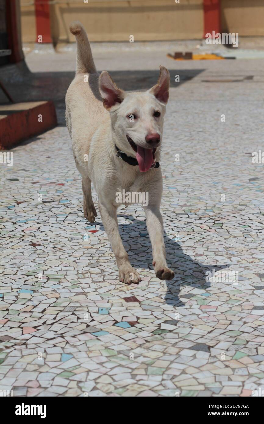 white Labrador dog is running speed stock photo Stock Photo