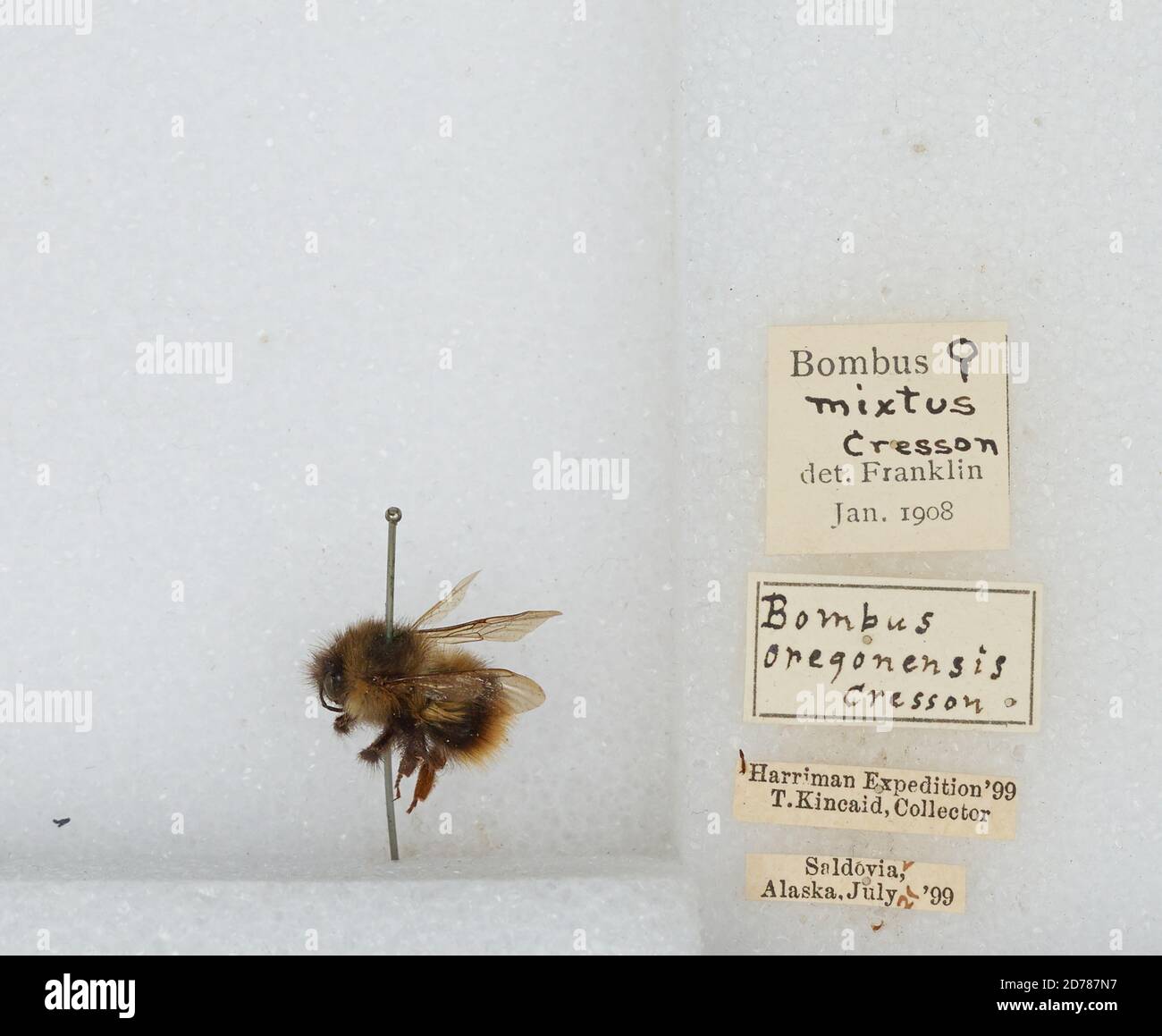 Kennai Insect Seldovia, Kenai Peninsula, Alaska, United States, Bombus (Pyrobombus ...