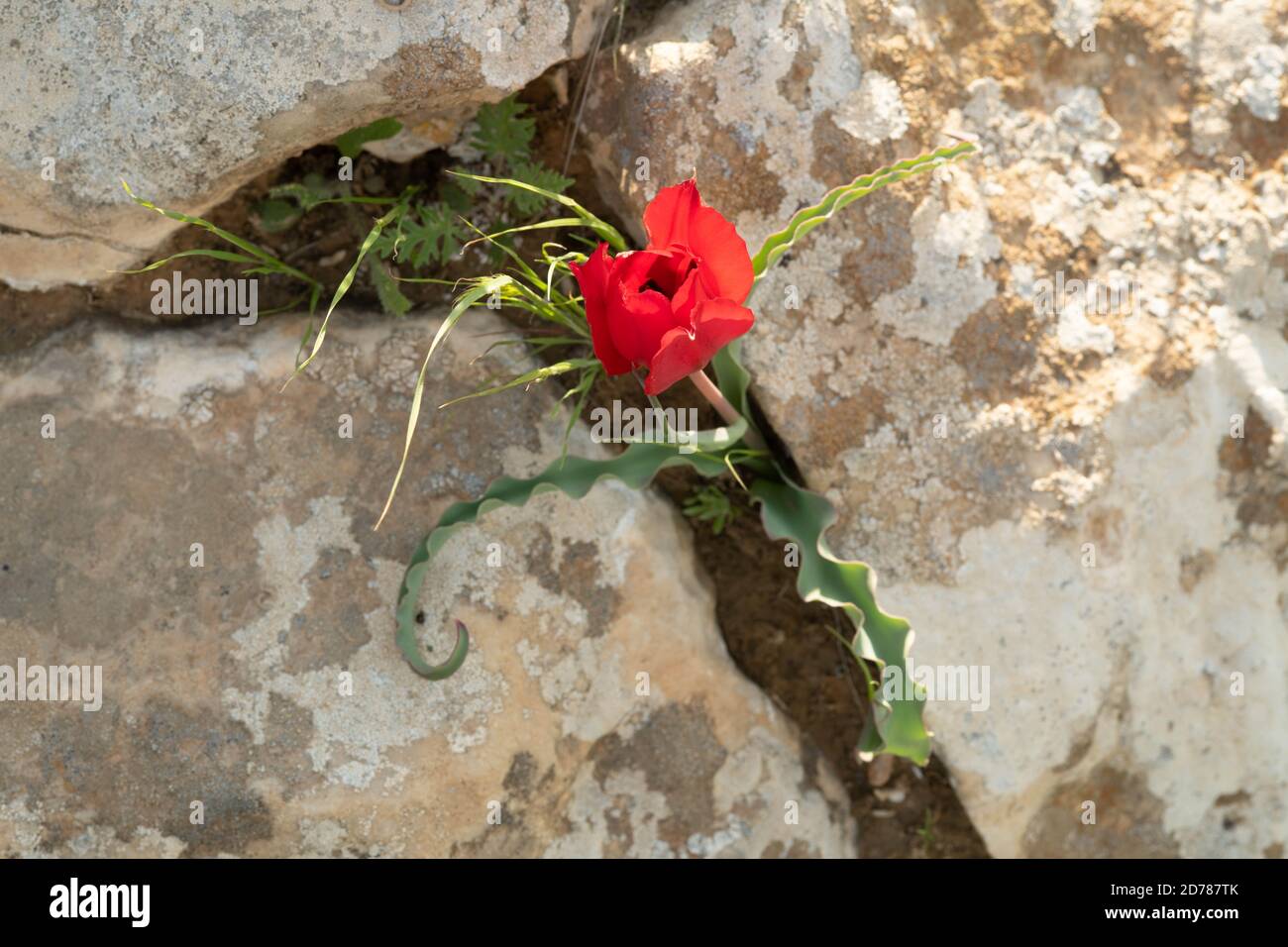 Blooming wild Desert Tulip (Tulipa systola) Photographed in Wadi Zin, Negev, Israel in March Stock Photo