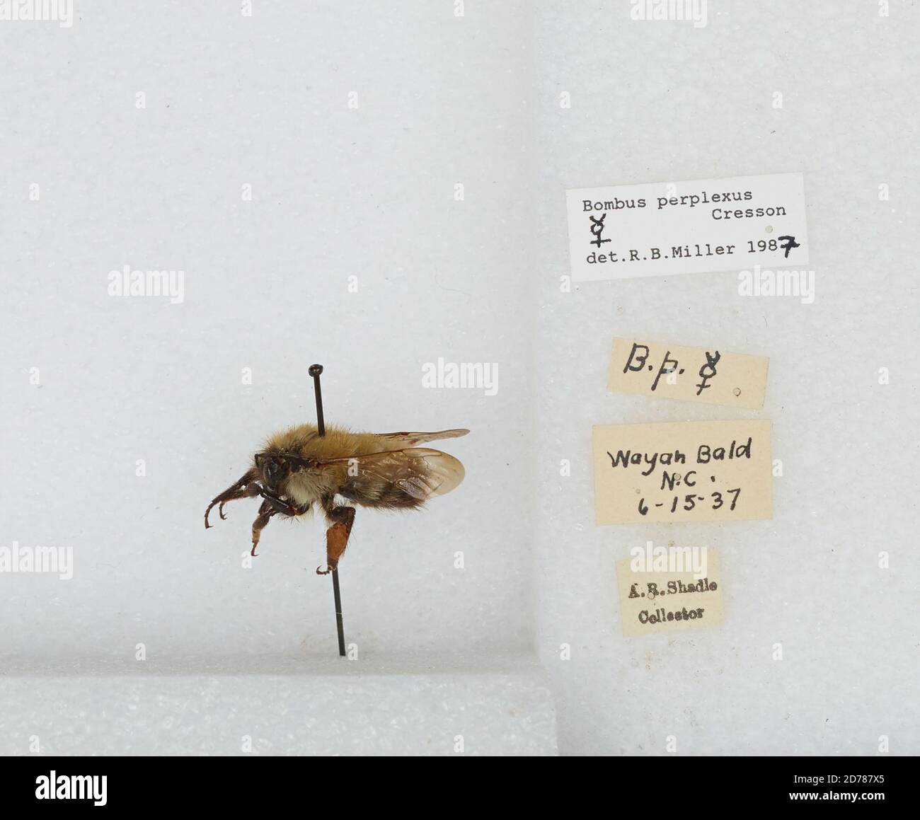 Wayah Bald, Macon, North Carolina, United States, Bombus (Pyrobombus ...