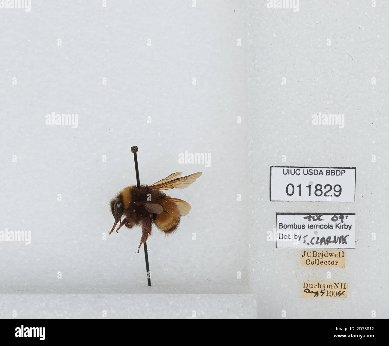 Durham, Strafford, New Hampshire, United States, Bombus (Bombus ...