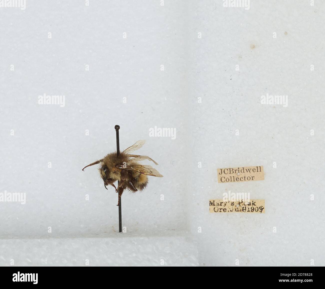 Mary's Peak, Benton, Oregon, United States, Bombus (Pyrobombus ...