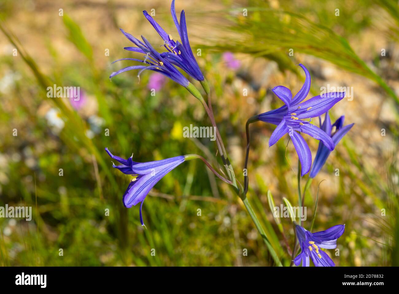Endangered wildflower Maquis Squill (Scilla cilicica) endemic to high mountains in Israel upper Galilee Golan and Hermon Stock Photo