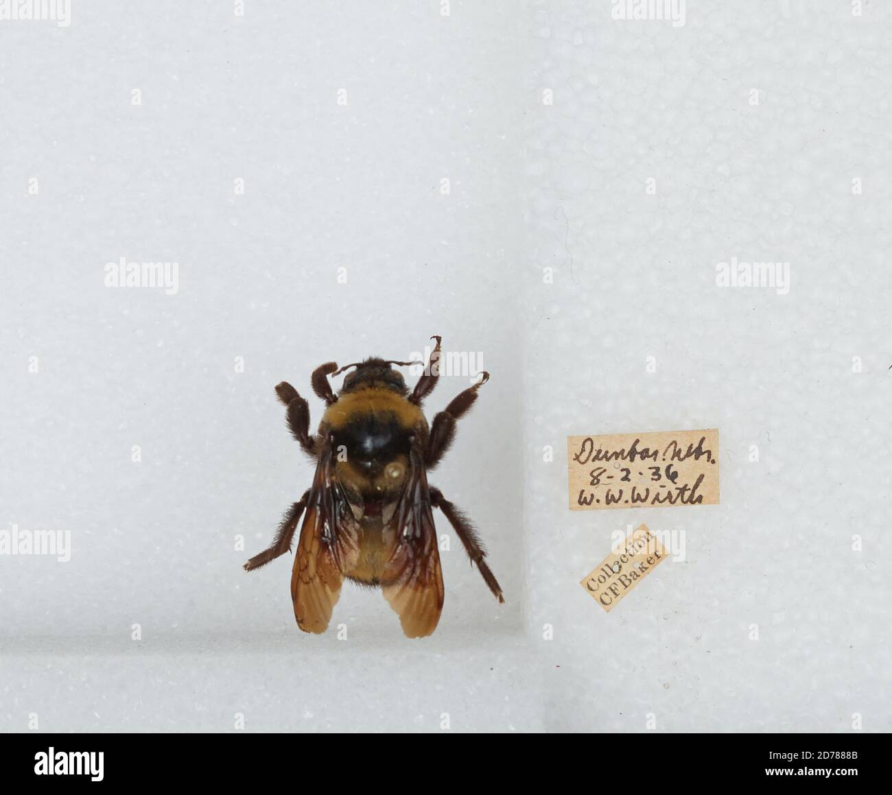 Dunbar, Otoe, Nebraska, United States, Bombus (Bombus) nevadensis Cresson, 1874, Animalia, Arthropoda, Insecta, Hymenoptera, Apidae, Apinae Stock Photo