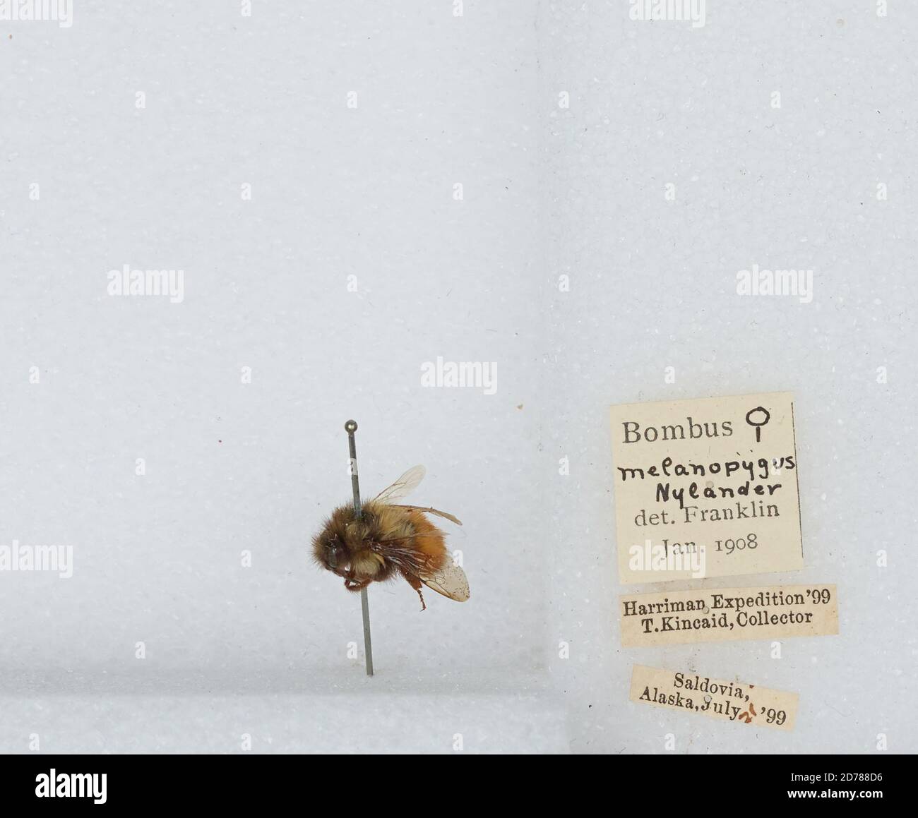 Kennai Insect Seldovia, Kenai Peninsula, Alaska, United States, Bombus (Pyrobombus ...