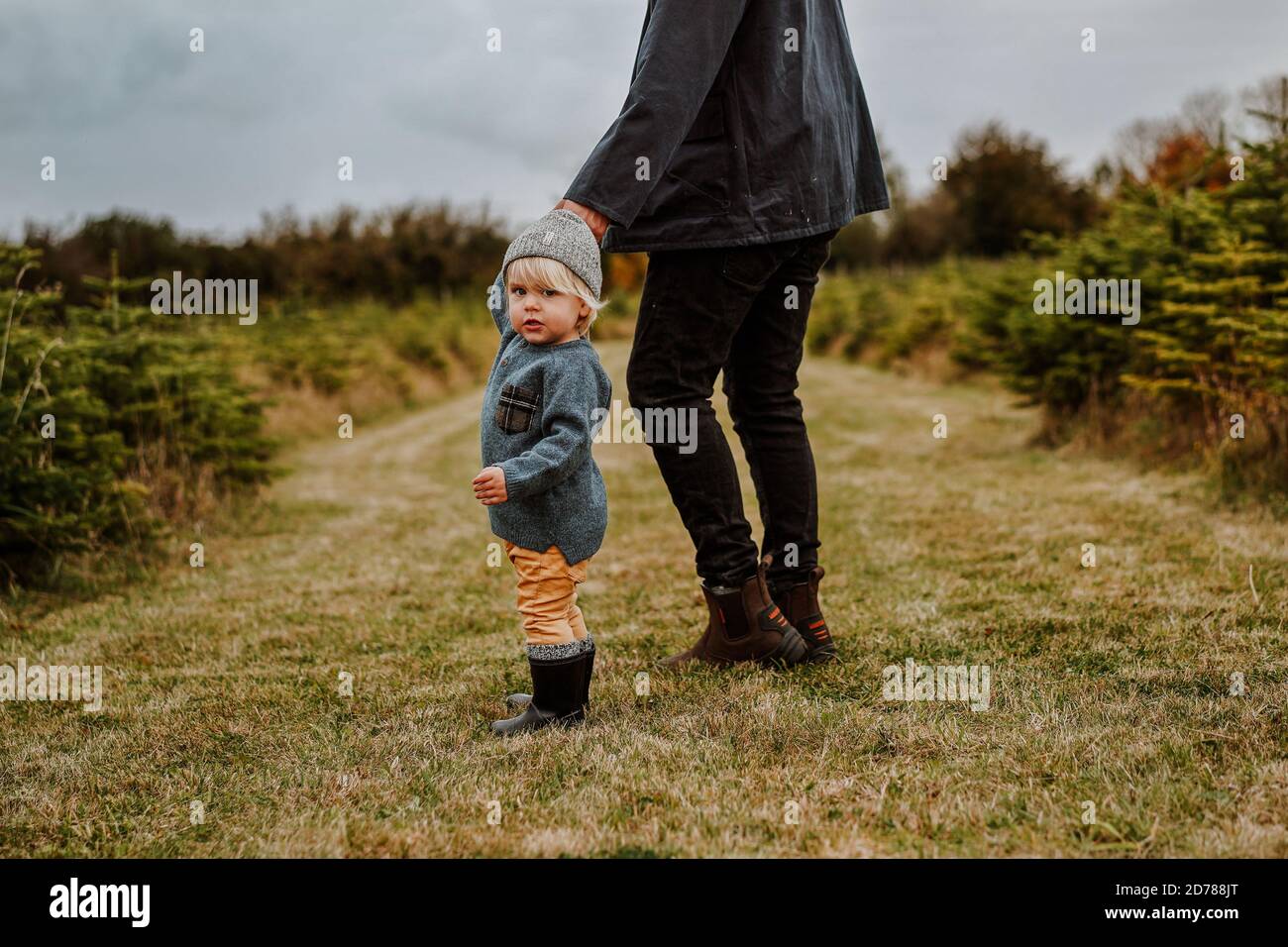 Father and son at Christmas Tree Farm, UK Stock Photo Alamy
