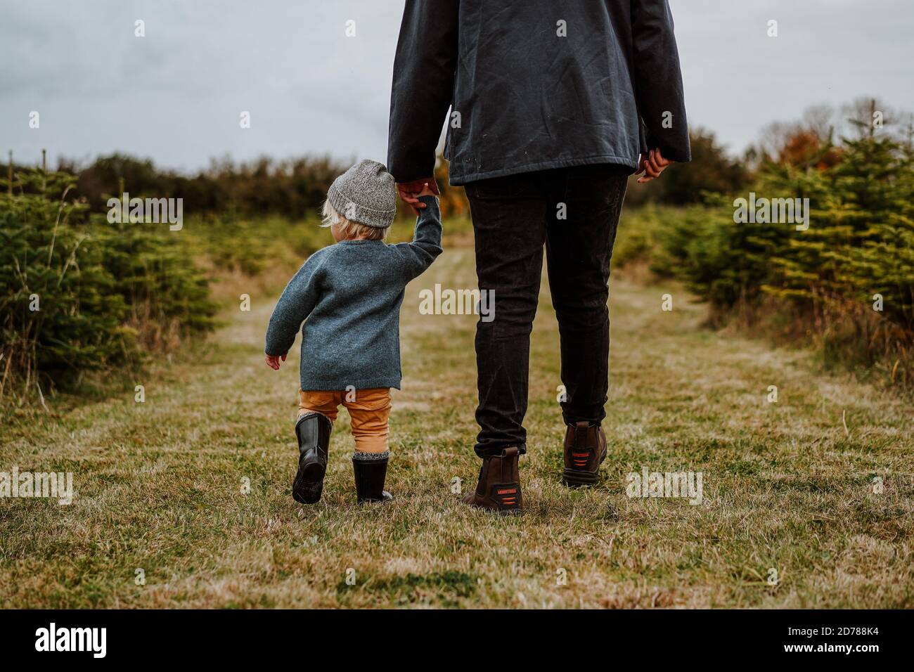 Father and son at Christmas Tree Farm, UK Stock Photo Alamy