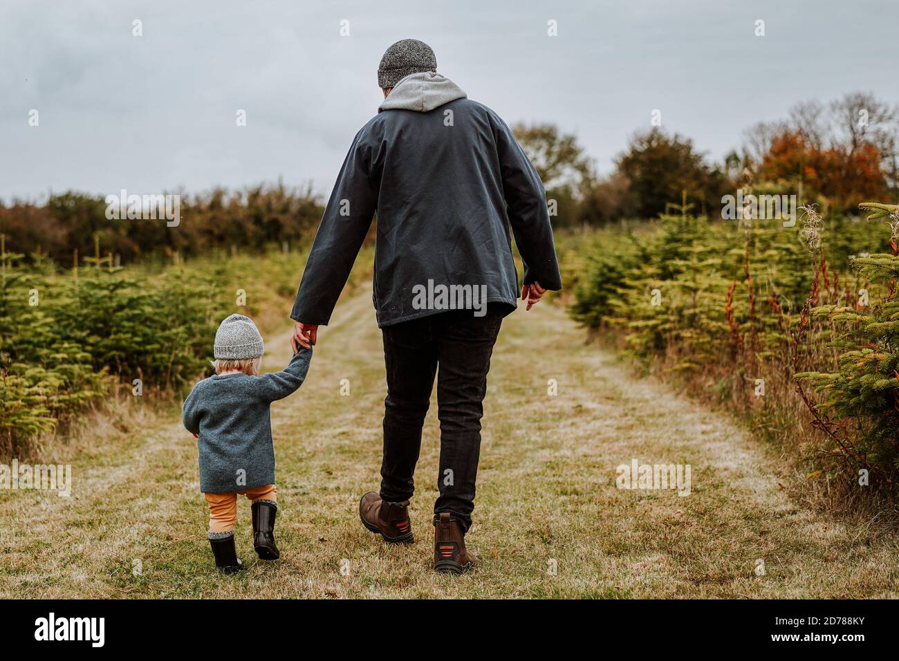Father and son at Christmas Tree Farm, UK Stock Photo Alamy