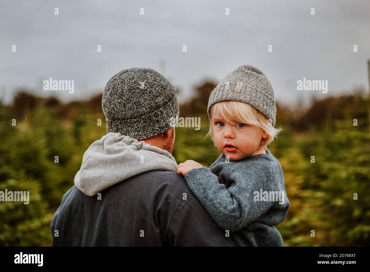 Father and son at Christmas Tree Farm, UK Stock Photo Alamy
