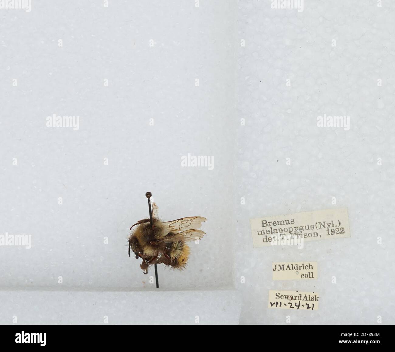 Kennai Insect Kenai Peninsula, Alaska, United States, Bombus (Pyrobombus) melanopygus ...