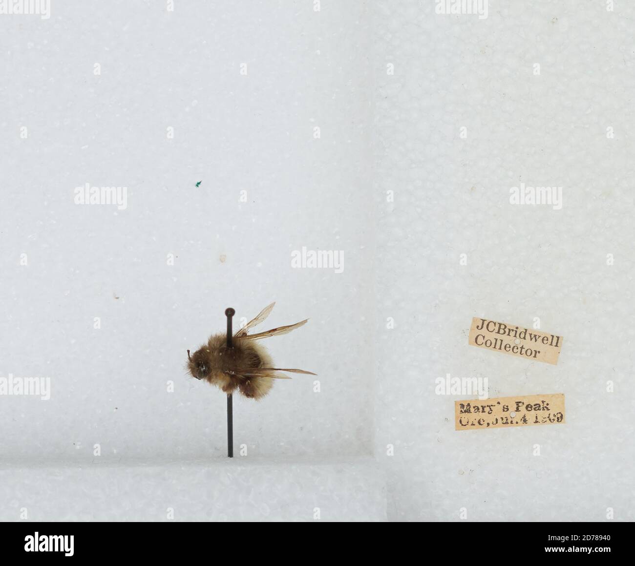 Mary's Peak, Benton, Oregon, United States, Bombus (Pyrobombus ...
