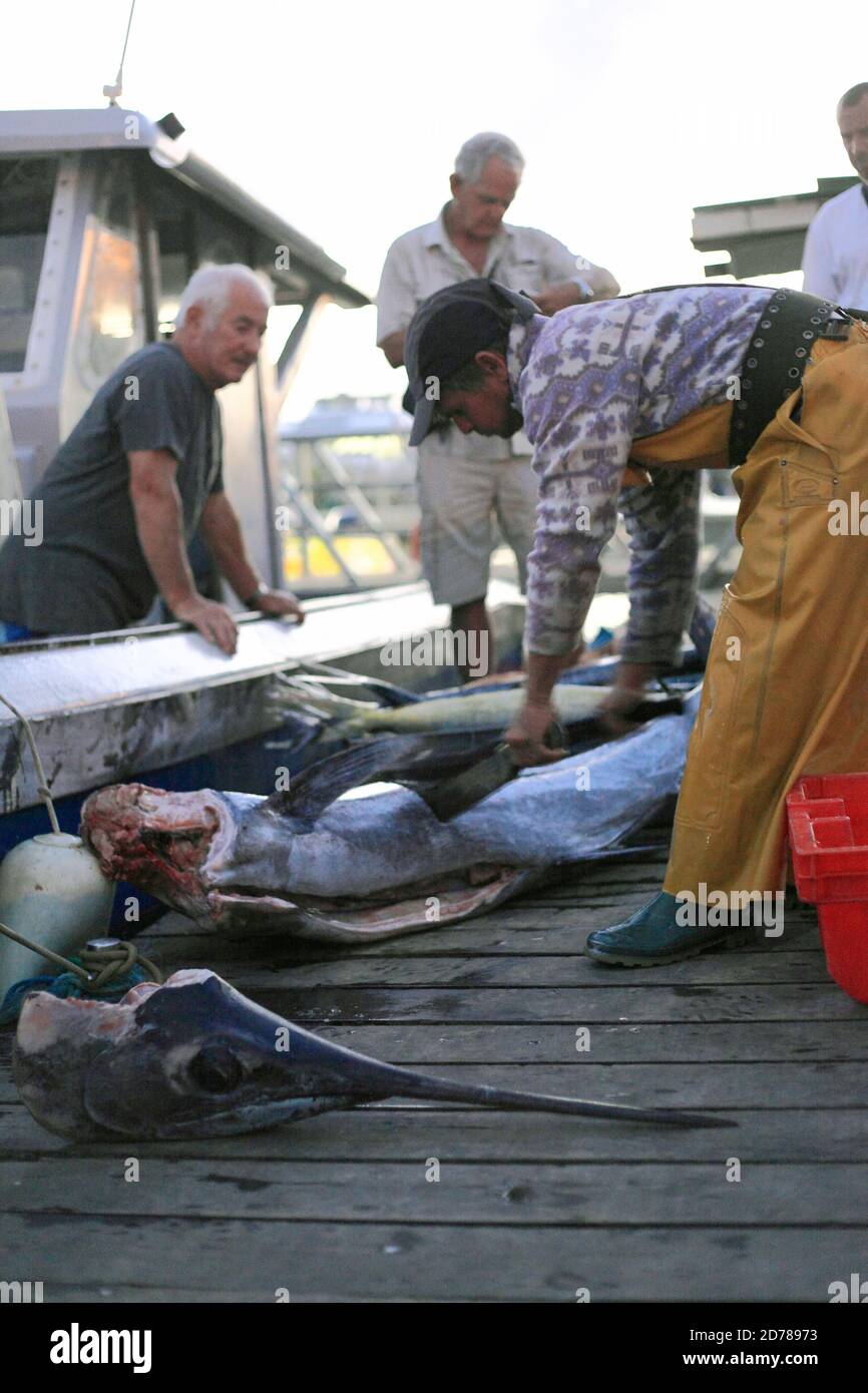 Saint-François port in Guadeloupe : return from fishing moment Stock Photo