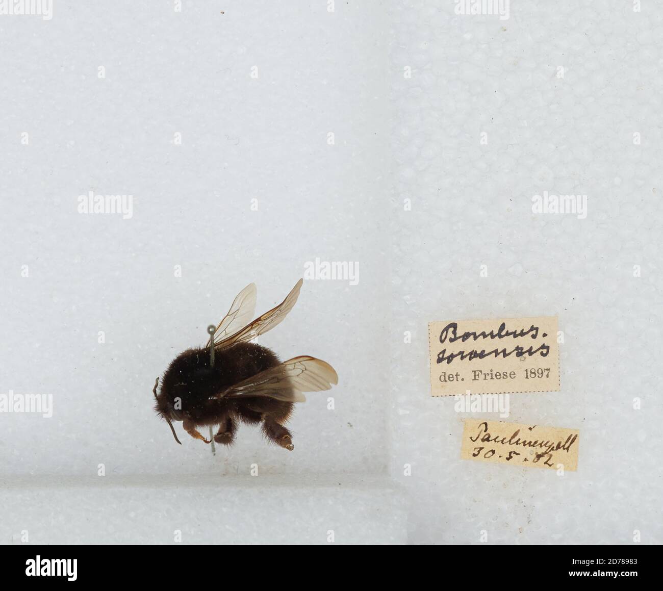 Paulinen, Bombus (Kallobombus) soroeensis (Fabricius), Animalia, Arthropoda, Insecta, Hymenoptera, Apidae, Apinae Stock Photo