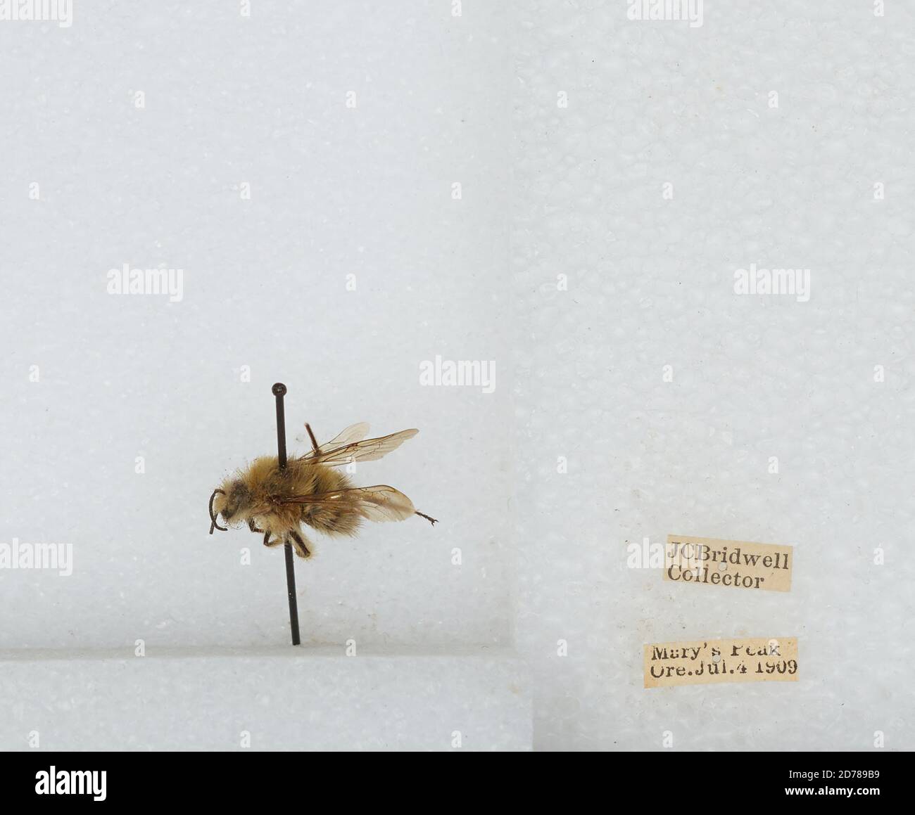 Mary's Peak, Benton, Oregon, United States, Bombus (Pyrobombus ...