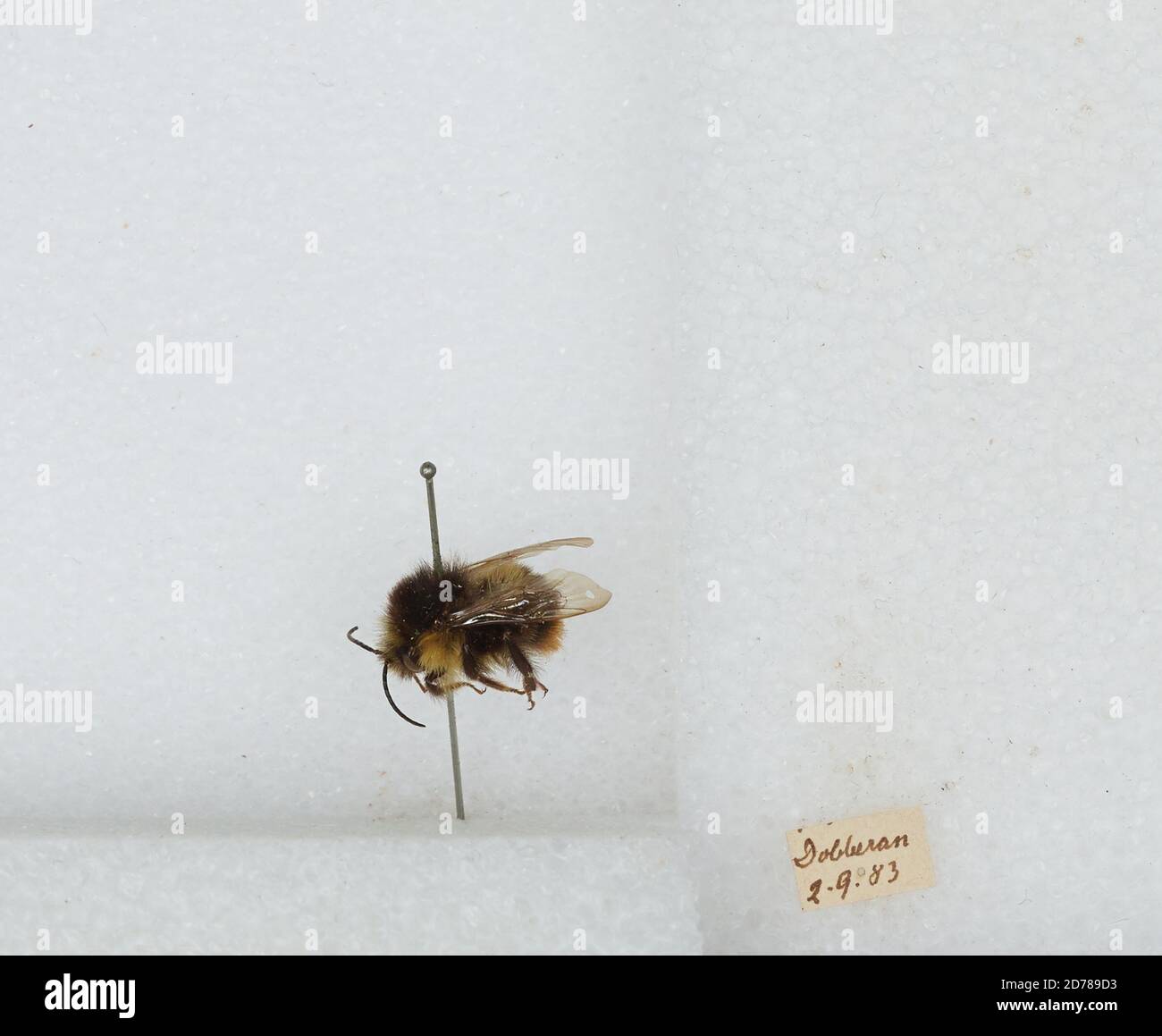 Dobberan, Mecklenburg-Vorpommern, Germany, Bombus (Kallobombus) soroeensis (Fabricius), Animalia, Arthropoda, Insecta, Hymenoptera, Apidae, Apinae Stock Photo